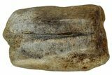 Fossil Dinosaur (Triceratops) Shed Tooth - Montana #339774-1